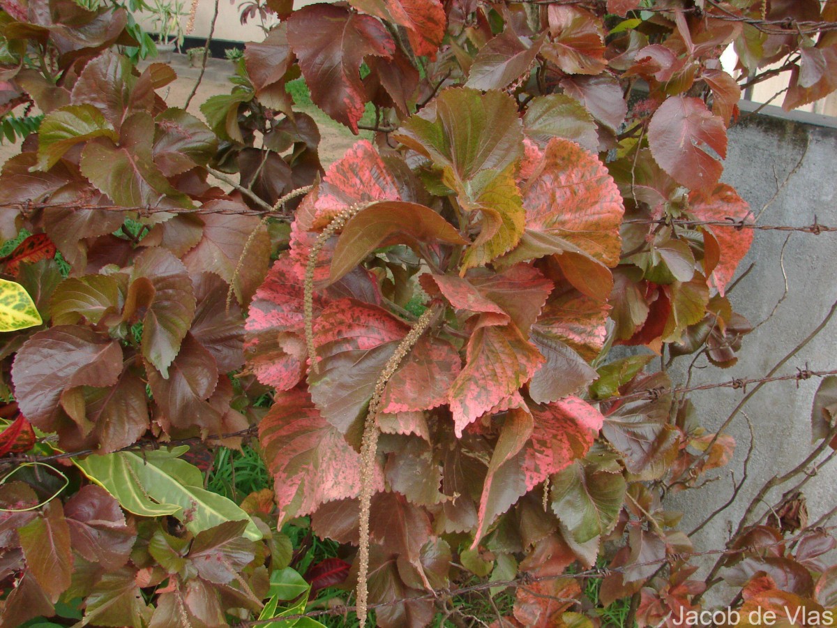 Acalypha wilkesiana Müll.Arg.